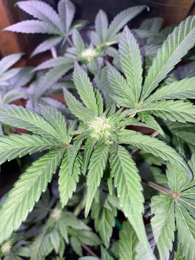 newbie-grow-2.jpg