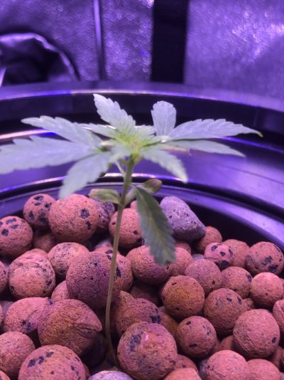 sickly-plant.jpeg