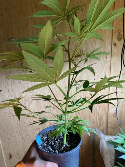 Opinions on my plants structure
