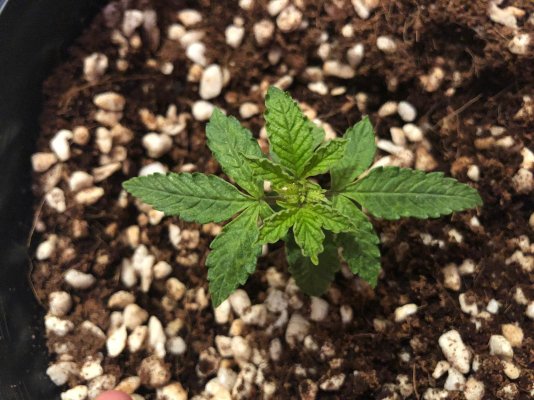 LED distance from plants opinion?
