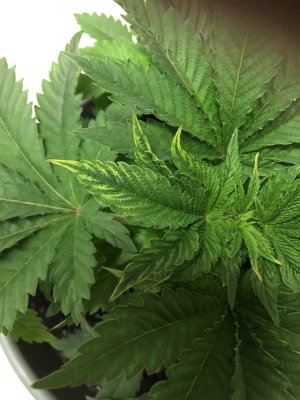 GSC micro (1 plant) issue