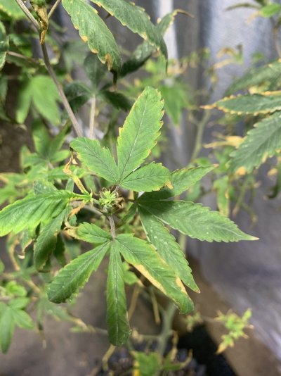 Aphid infest mother’s best action
