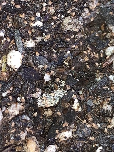 Aphid infest mother’s best action