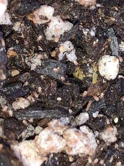 Aphid infest mother’s best action