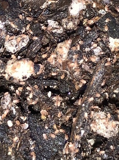 Aphid infest mother’s best action