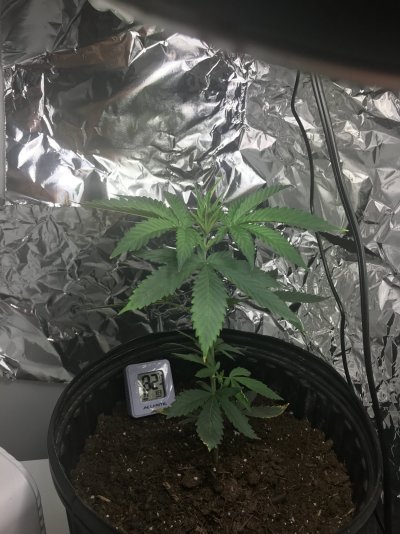 how-should-i-train-this-plant-2.jpeg