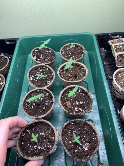 First time grower.