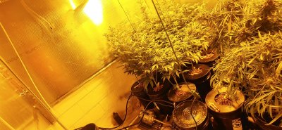 Ready to harvest? And opionion on set up