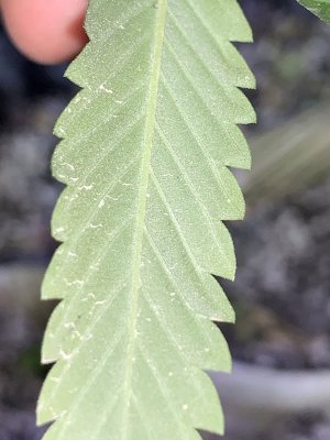Aphid infest mother’s best action
