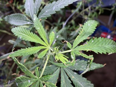 Aphid infest mother’s best action