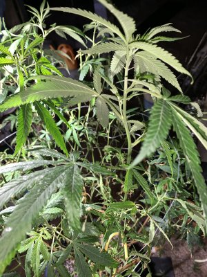 Aphid infest mother’s best action