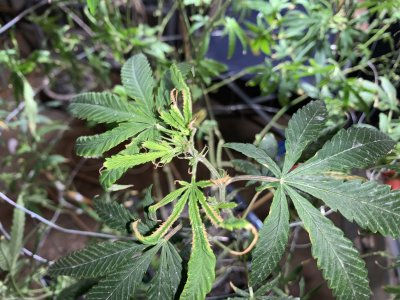 Aphid infest mother’s best action