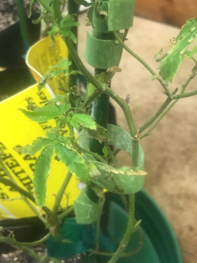 sick-plants-root-aphids.jpeg