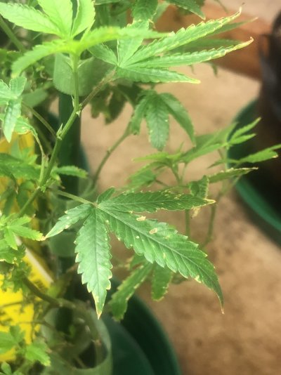 sick-plants-root-aphids-2.jpeg