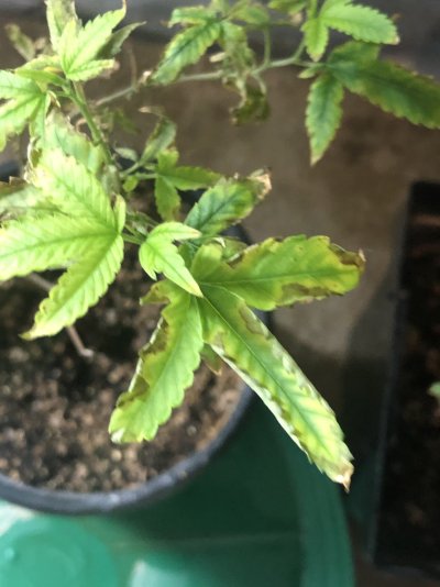 sick-plants-root-aphids-4.jpeg