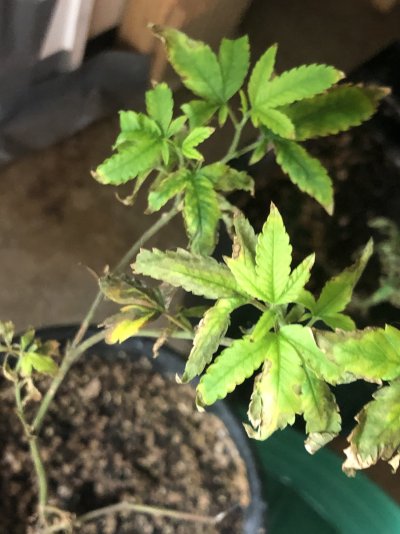 sick-plants-root-aphids-5.jpeg