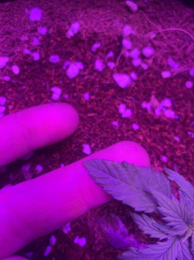 Need some information pls help (newbie)