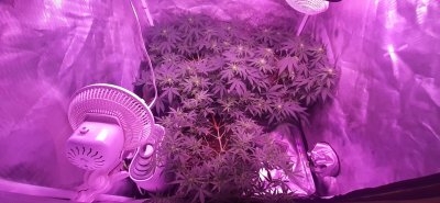 Let's See Your Frostiest Flowers