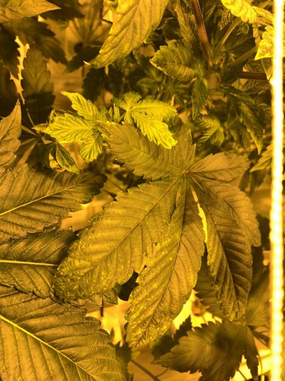 HELP!!!! BUGS? Deficiency?PH?
