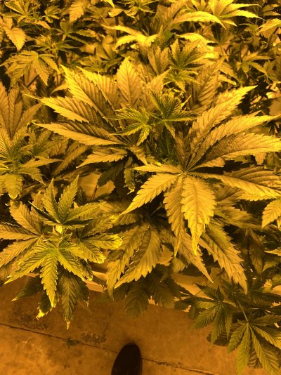 HELP!!!! BUGS? Deficiency?PH?