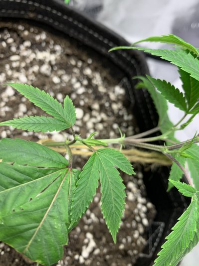 ghost-og-clone--first-grow-3.jpeg