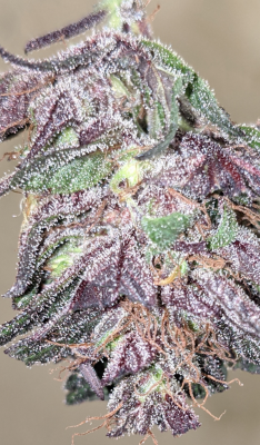 Let's See Your Frostiest Flowers