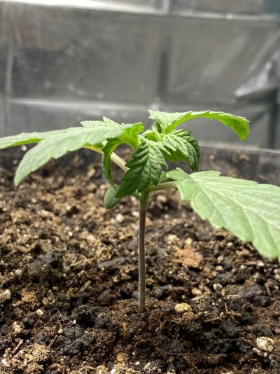 New leaves curling?