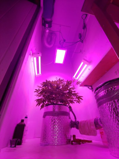 DWC grow room layout