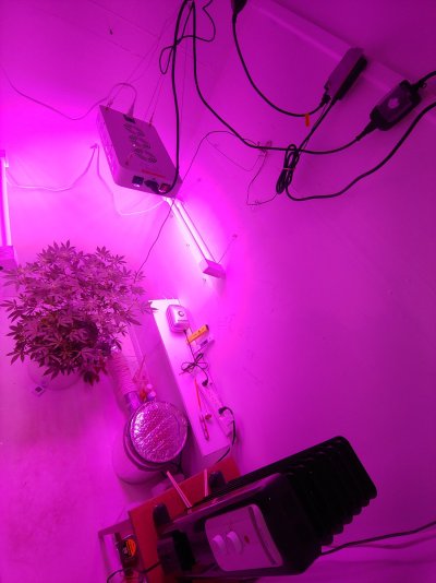 DWC grow room layout