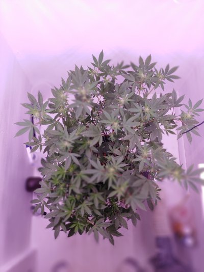 DWC grow room layout