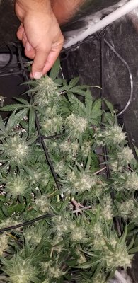 Im impatient ran out of smoke is this girl ready for the chopping block?