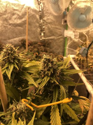 Need second opinion about my Vanilla Kush grow