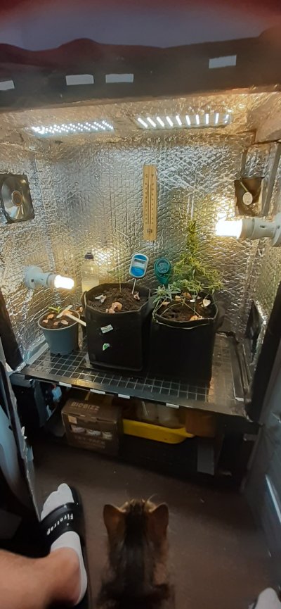 Scottish Grower