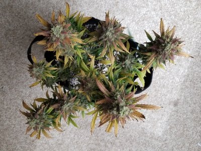 Harvest advice: Zkittlez autoflower
