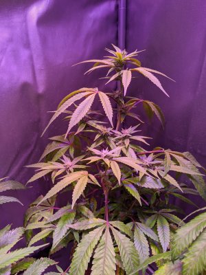 First grow (diary)