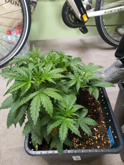 How do these look for 1 month?