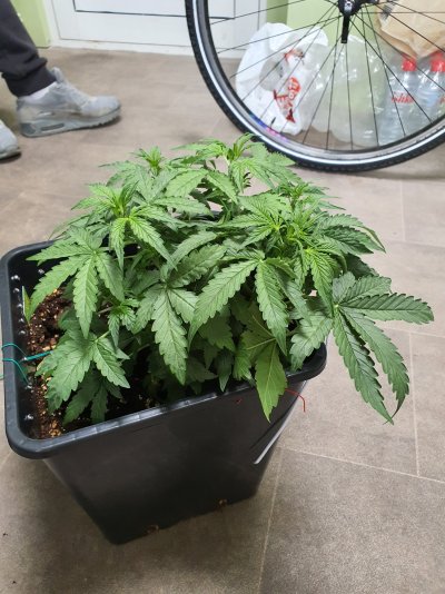 How do these look for 1 month?