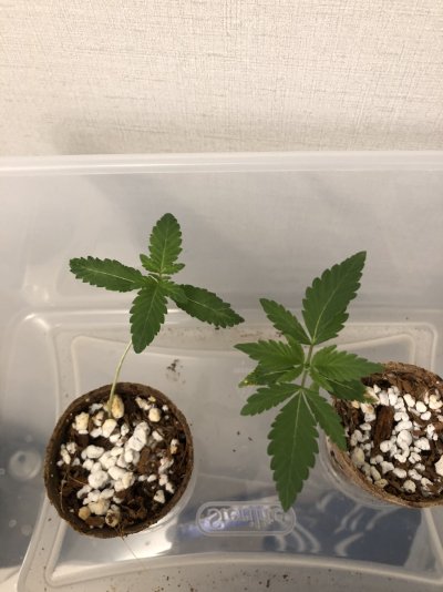 Growing again after a few years