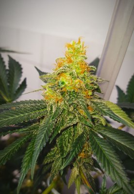 Let's See Your Frostiest Flowers
