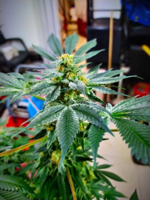 Let's See Your Frostiest Flowers