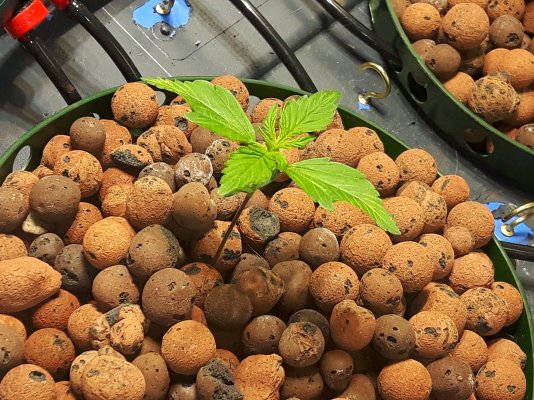3 Seeds Fast Buds Nutrient Comparison