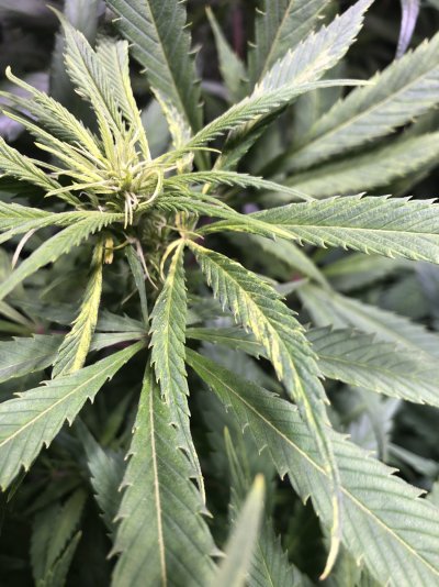 Help Sick plant!!!