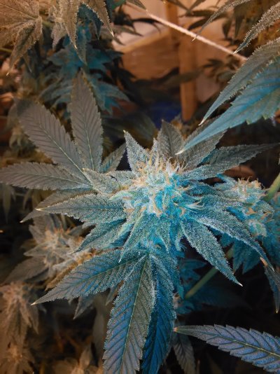 Frost