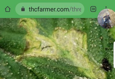 Screenshot_20200412-151808_Chrome.jpg