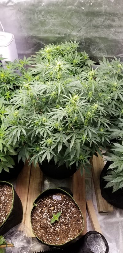 Should i trim lower leaves on Autoflower?