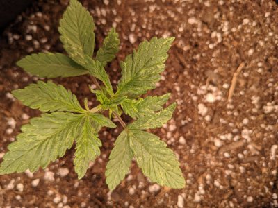 Mars-Hydro 420 giveaway! Everyone have fun!