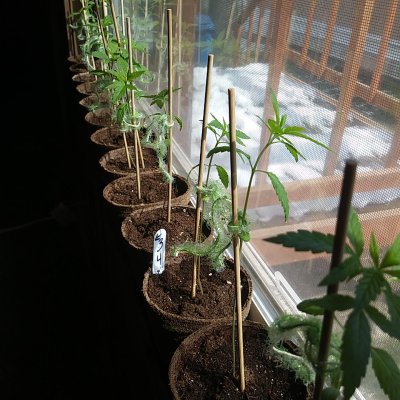1st-time-grower-life-long-user.jpg