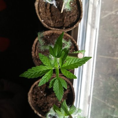 1st-time-grower-life-long-user-2.jpg