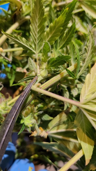 pollen-sacks-or-underdeveloped-calyx.jpg