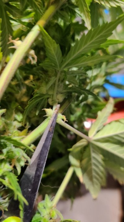 pollen-sacks-or-underdeveloped-calyx-2.jpg